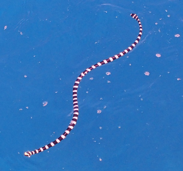 Banded sea krait a sea snake swimming - head down